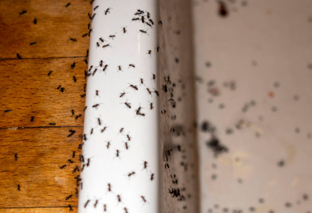 Best Termite Control Services  in Smithton, IL