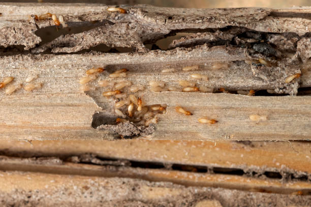 Professional Pest Control in Smithton, IL